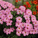 Oxalis obtusa Series Bulb - 'Shy Moon', 3 Bulbs