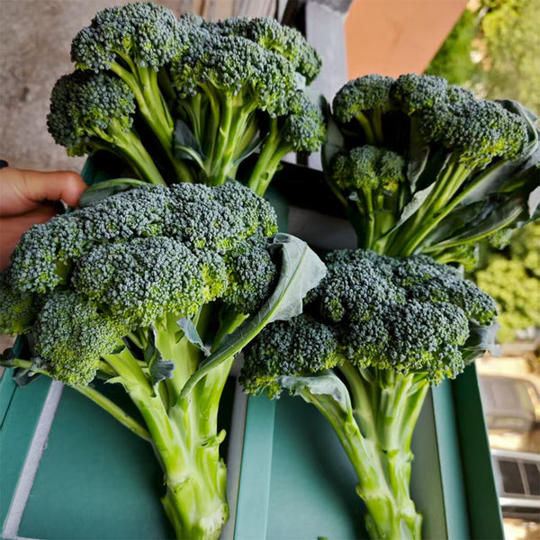 Green Sprouting Broccoli No.2 Hybrid Seeds, 30 Seeds