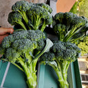 Green Sprouting Broccoli No.2 Hybrid Seeds, 30 Seeds