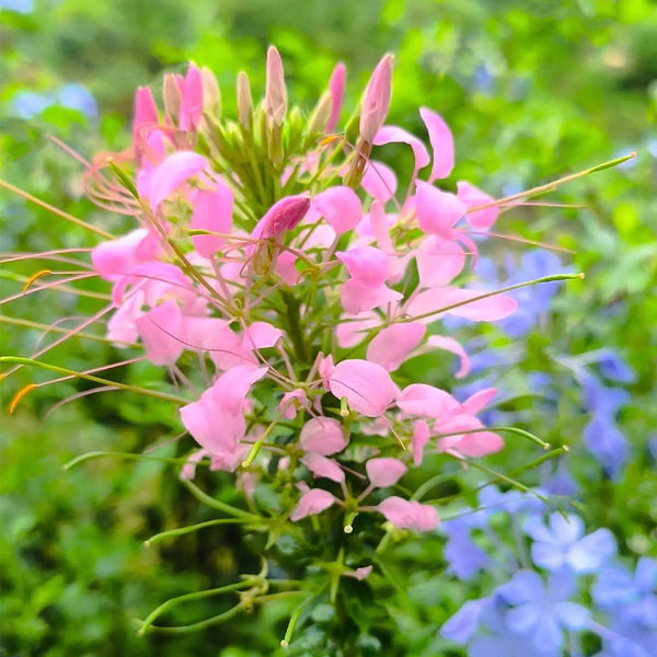 Pink Spider Flower Seeds, 200 Seeds