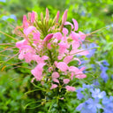 Pink Spider Flower Seeds, 200 Seeds