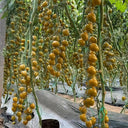 Qingguo Qingcheng F1 Tomato, 5 Seeds