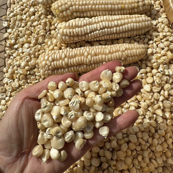 'White Horse Tooth' Corn, 50 Seeds