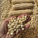 'White Horse Tooth' Corn, 50 Seeds