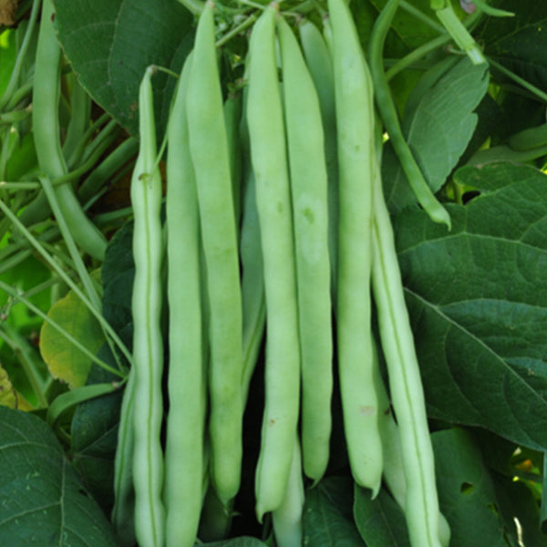 Red-flowered Snap Bean Seeds, 5 × 10g Bags