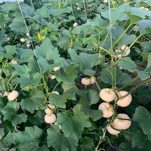 White Baby Pumpkin Seeds, 5 Seeds