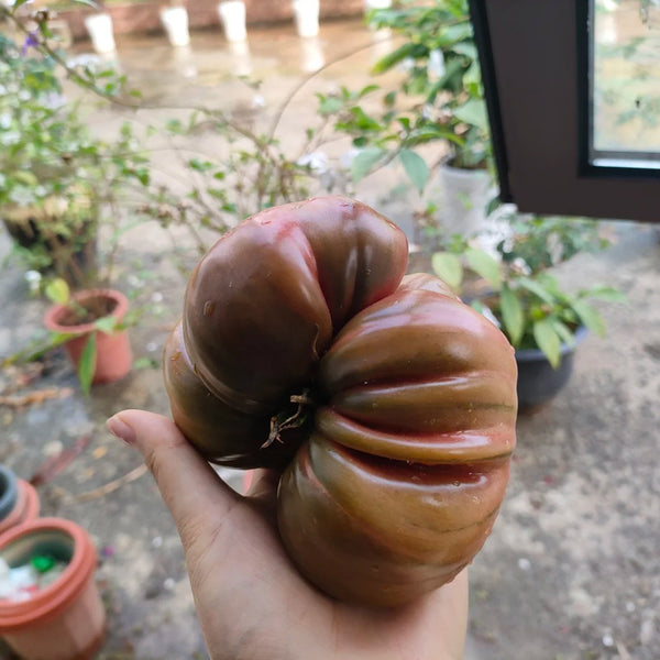 Black Steak Tomato, 100 Seeds