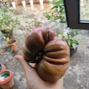 Black Steak Tomato, 100 Seeds