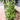 Chaozhou Jin Bu Huan Thai Basil, 500 Seeds