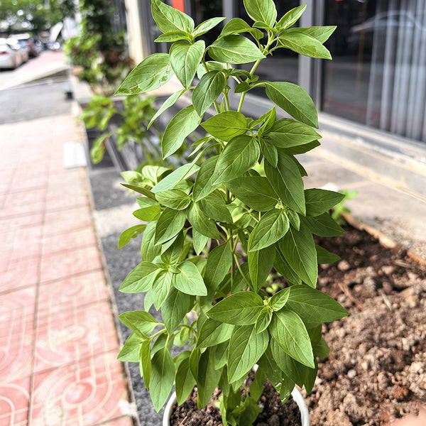 Chaozhou Jin Bu Huan Thai Basil, 500 Seeds