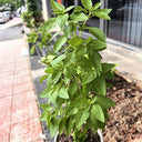 Chaozhou Jin Bu Huan Thai Basil, 500 Seeds