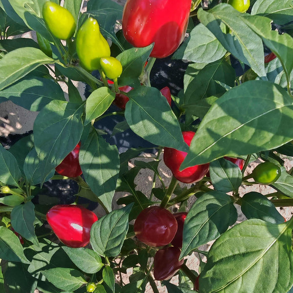Spicy Aromatic Jar Pepper Seeds, 0.5g