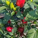 Spicy Aromatic Jar Pepper Seeds, 0.5g