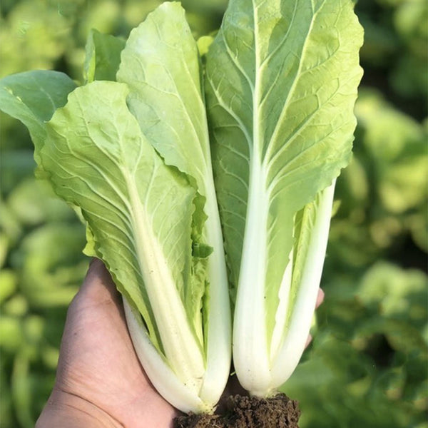 Creamy Baby Bok Choy Seeds, 5 × 5g Bags