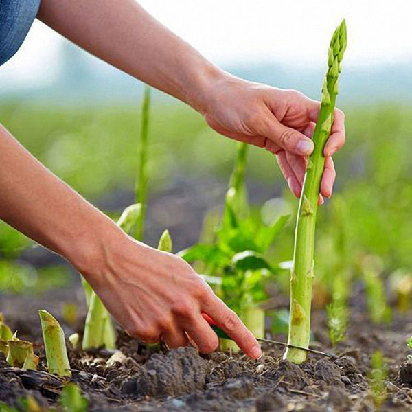 Green Asparagus Seeds, 10g