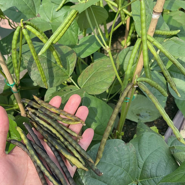 'Fenlüdou No.3' Mung Bean Seeds, 40 Grams ≈ 600 ~ 700 Seeds