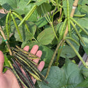'Fenlüdou No.3' Mung Bean Seeds, 40 Grams ≈ 600 ~ 700 Seeds