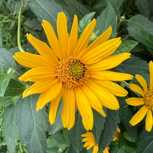False Sunflower, 300 Seeds