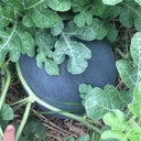 'Black Landmine' Watermelon Seeds