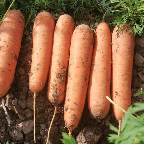 'Fengmei Xiaohongshen' Carrot Seeds, 10g