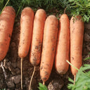 'Fengmei Xiaohongshen' Carrot Seeds, 10g