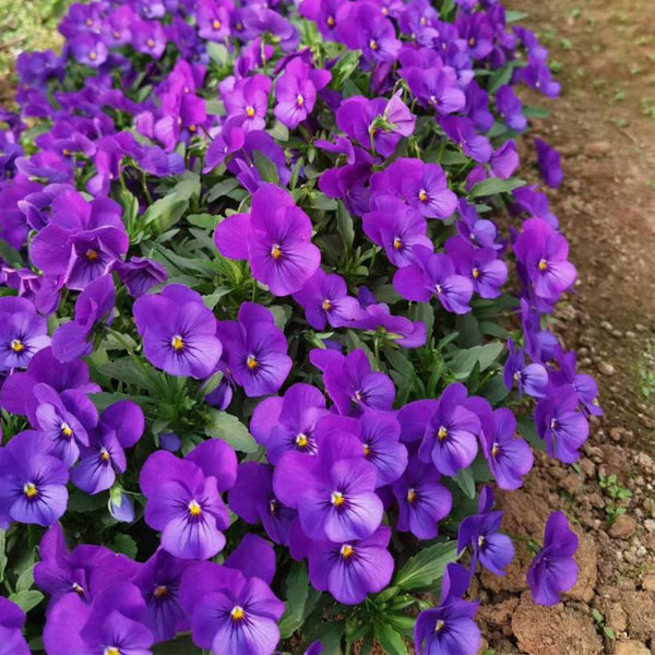 Hezhichun Pansy 'Ziyan', 30 Seeds