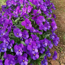 Hezhichun Pansy 'Ziyan', 30 Seeds