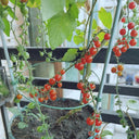 Red Currant Tomato Seeds, 10 Seeds