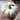 Specialty Mini White Beibei Squash, 10 Seeds
