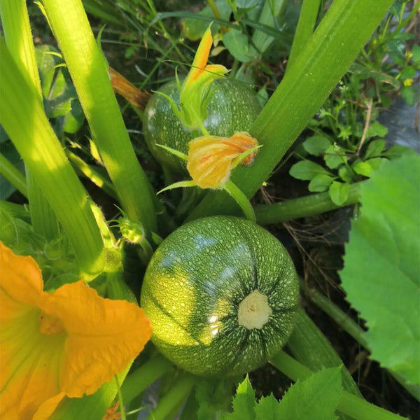 Black Pearl Round Zucchini Seeds, 10 Seeds
