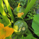 Black Pearl Round Zucchini Seeds, 10 Seeds