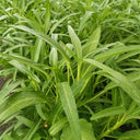 Meifeng No.1 Water Spinach Seeds, 20g
