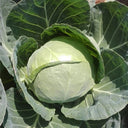 Xingyou Zhonggan 11 Cabbage, 1000 Seeds