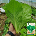 'Shenglv No.3' Fast-Growing Bok Choy Seeds, 20g