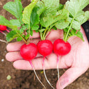 Akahimaru Radish Seeds, 10g