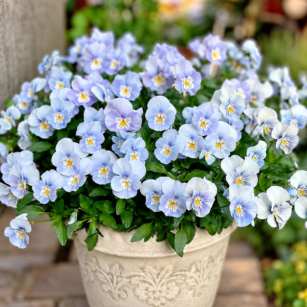 U2336 Cats Plus Marina F1 Pansy, 5 Seeds