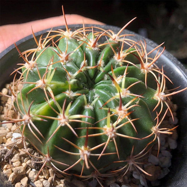 Echinopsis obrepanda, 3-4cm