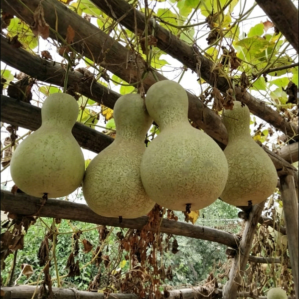 Xinjiang Bottle Gourd, 5 Seeds
