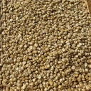 'White Horse Tooth' Corn, 50 Seeds