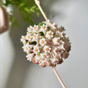 Hoya parasitica 'Variegated In', 3 Cuttings