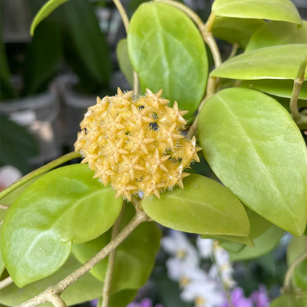 Hoya mindorensis 'Yellow Form', 5 Cuttings