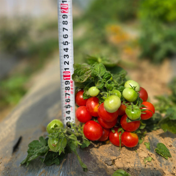 660 Mini Krasny Milo Tomato, 5 Seeds