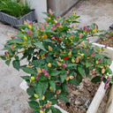 Ornamental Pepper Seeds, 100 Seeds