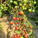 610 Reinhard Kraft's Purple Sugar Cherry Tomato, 5 Seeds