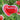 Red with White Edge Corn Poppy, 1000 Seeds