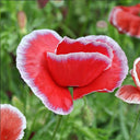 Red with White Edge Corn Poppy, 1000 Seeds