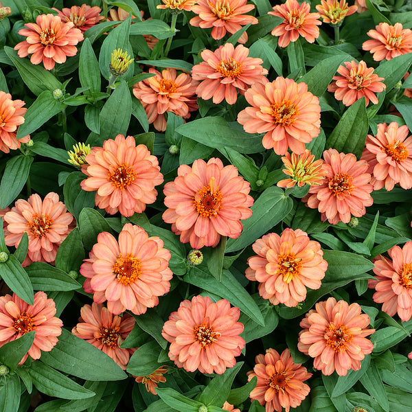 W1339 Profusion Double Deep Salmon Zinnia, 5 Seeds