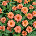 W1339 Profusion Double Deep Salmon Zinnia, 5 Seeds