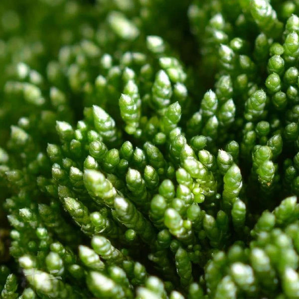 Silver Moss Seeds, 500 Seeds