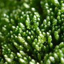 Silver Moss Seeds, 500 Seeds